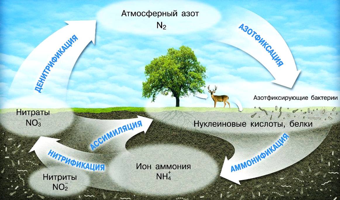 Ассоциативная азотфиксация в биогеоценозах