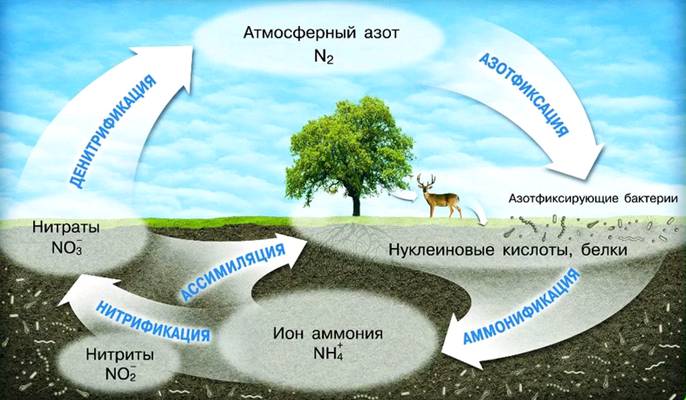 Круговорот азота в природе и его биофиксация