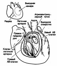 легочная артерия