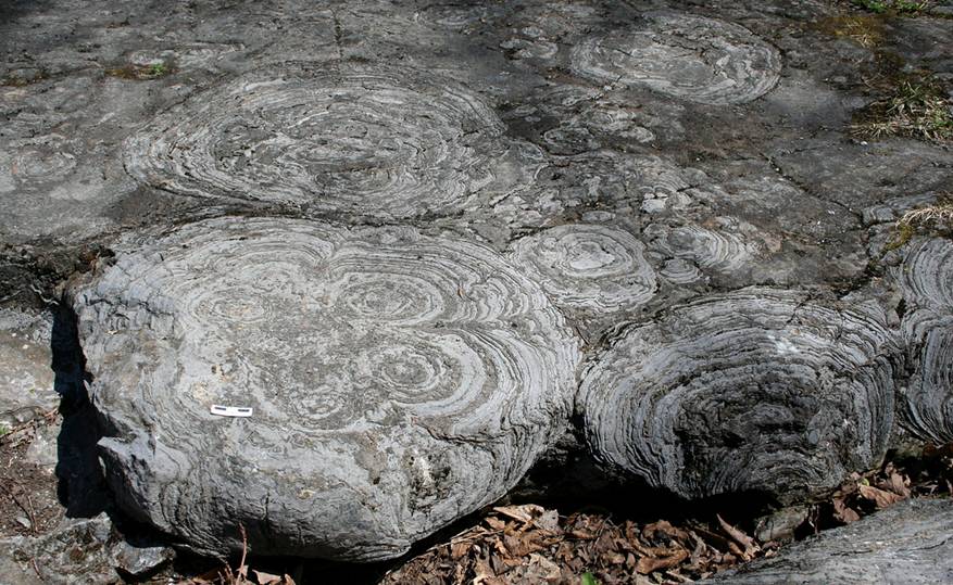 Строматолиты 
