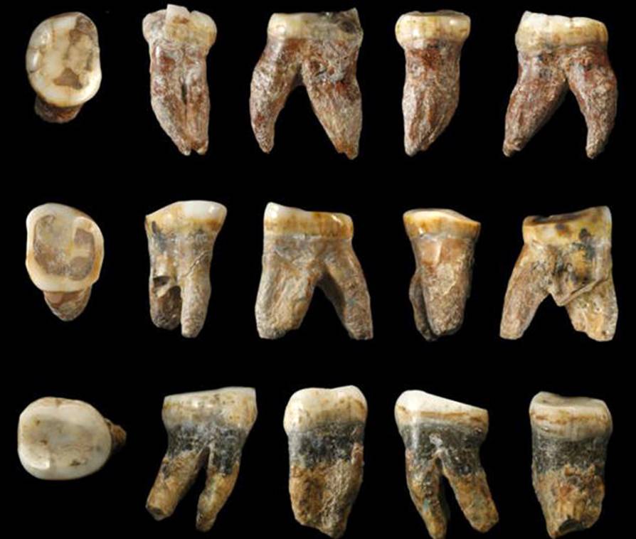 ископаемые зубы человека