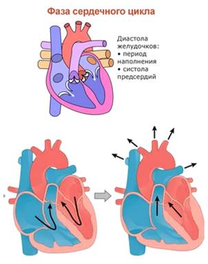 фазы сердечного цикла