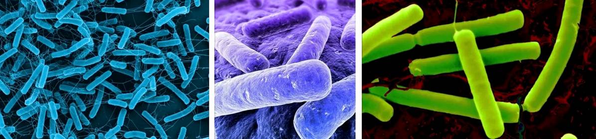 Анаэробные почвенные бактерии