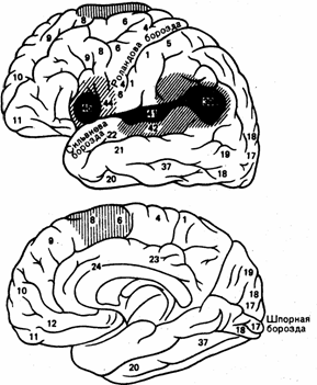 корковые поля мозга