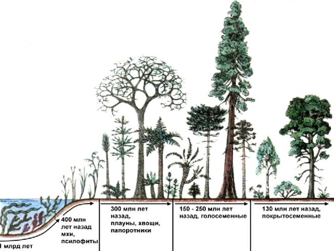 Эволюция растений рисунок