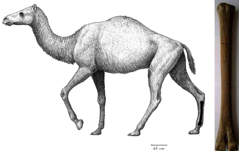 Ископаемый верблюд паракамелюс