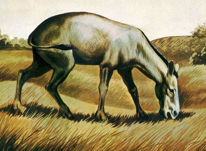 Ископаемая трехпалая лошадь гиппарион
