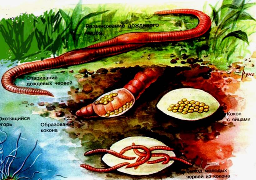 Как размножаются дождевые черви
