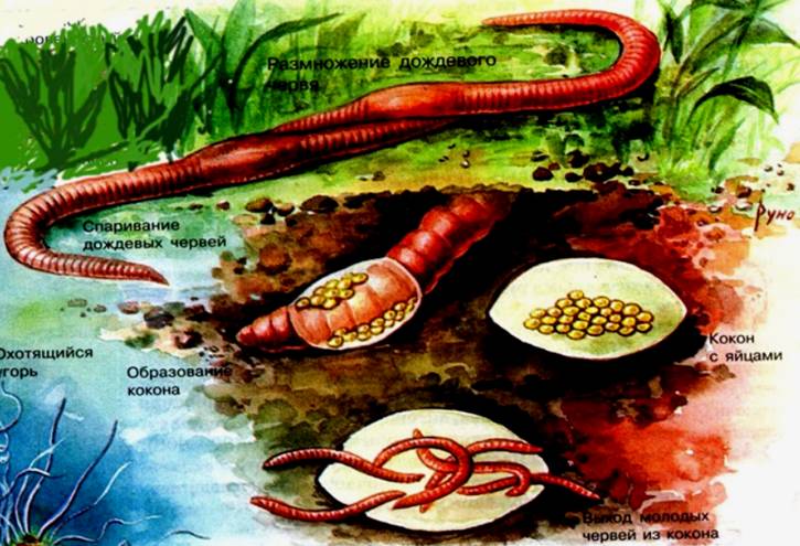 размножение червей