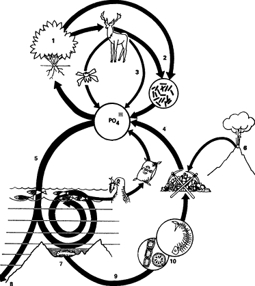  Схема биогеохимического цикла фосфора