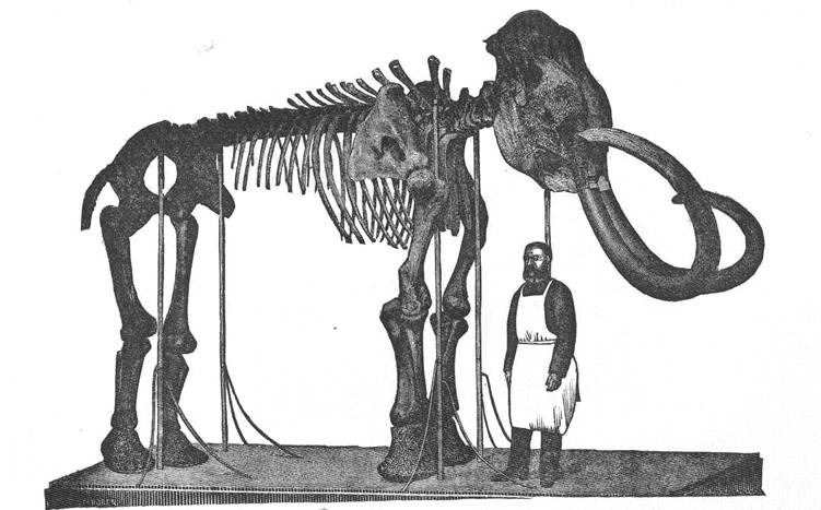 Скелет Ляховского мамонта