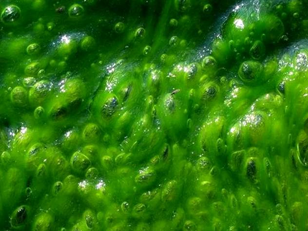 ДРЕВНЕЙШИЕ РАСТЕНИЯ ЗЕМЛИ. Сине-зеленые водоросли