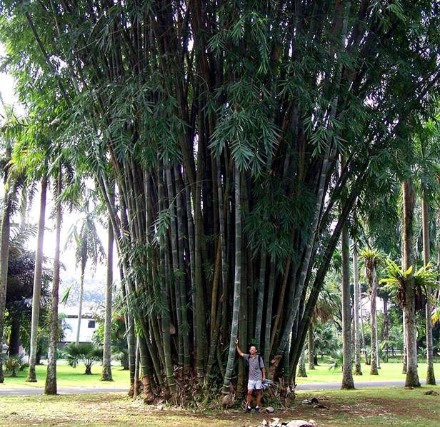 Самый высокий злак бамбук дендрокаламус гигантский