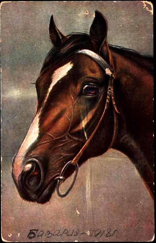 Открытка с изображением лошади
