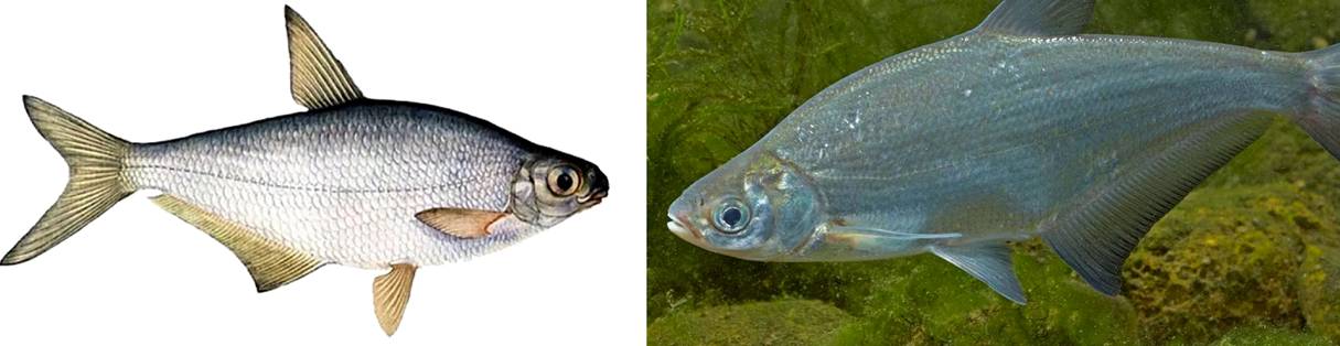 Рыба глазач белоглазка